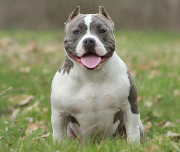 American bully - saiba tudo sobre a raça