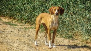 Cães de quintal - Os guardiães da casa