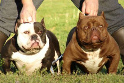 American bully – saiba tudo sobre a raça