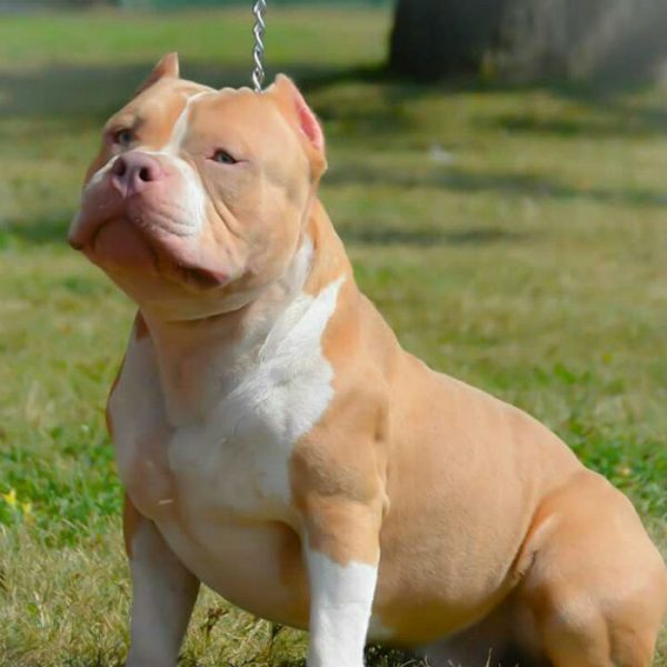 Raça American Bully Variações, características e cuidados
