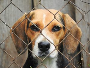 Testes em cães? A lei proíbe