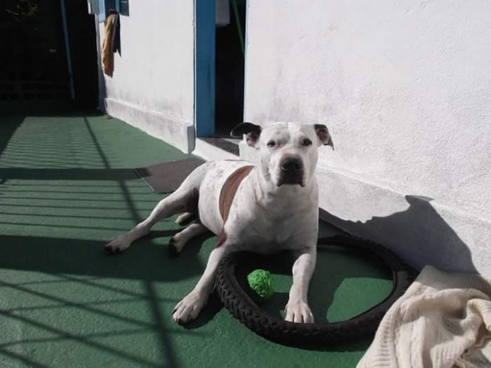 Incrível o que um pitbull de 35 quilos foi capaz de fazer com um pequeno gatinho Jason tomava sol no quintal como de costume