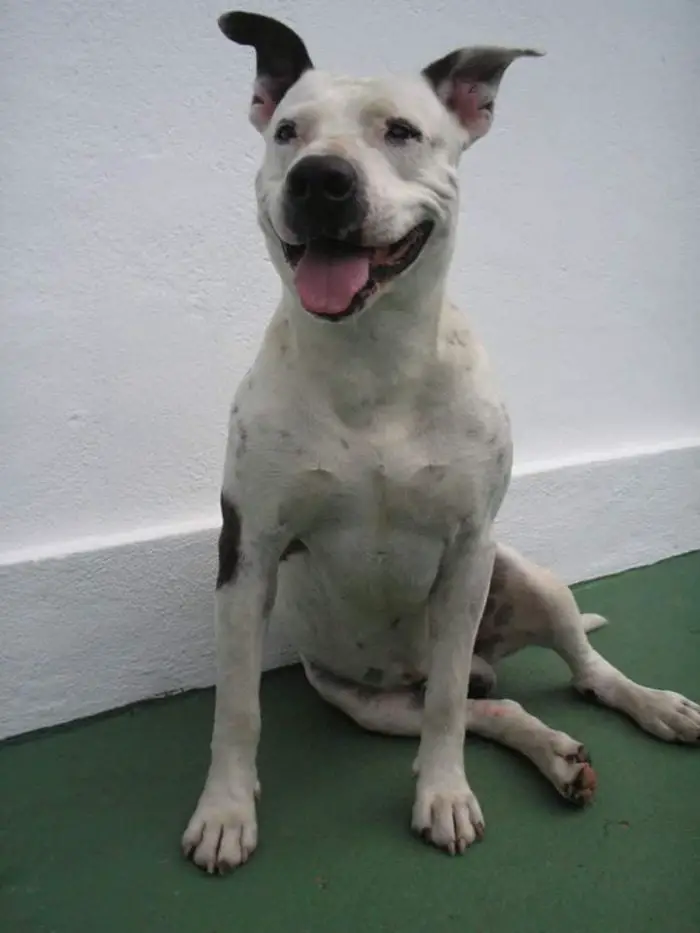 Incrível o que um pitbull de 35 quilos foi capaz de fazer com um pequeno gatinho Jason, apesar de grande e valentão, nunca conseguiu machucar outro animal.
