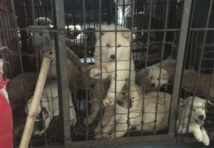 Resgate: 34 animais foram salvos da festa da carne do cachorro na China