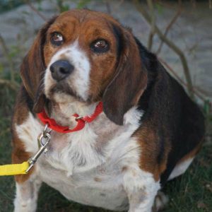 Beagle foi abandonado em abrigo, pois estava muito velho e gordo