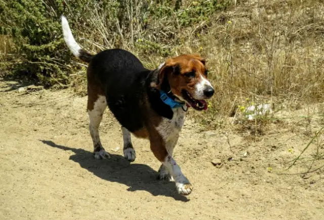 beagle-obeso-abandonado-2