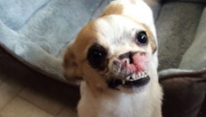 Cachorra com doença rara foi resgatada com nariz deteriorando