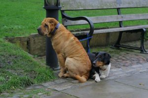 É legal deixar o cachorro para o lado de fora na hora das compras?