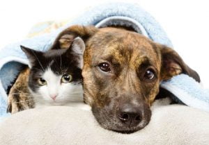 Esporotricose: doença felina e canina também ataca humanos