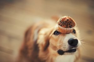 Meu cachorro comeu chocolate e agora? Confira 7 passos para socorrer seu cão.