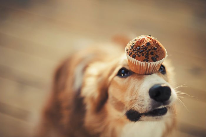 Resultado de imagem para bombons de chocolate para cÃ£es