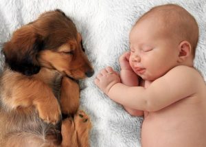 06 dicas de como preparar seu cachorro para a chegada do bebê