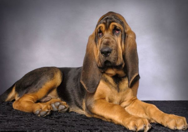 Bloodhound, um cão imenso, mas silencioso e tranquilo.