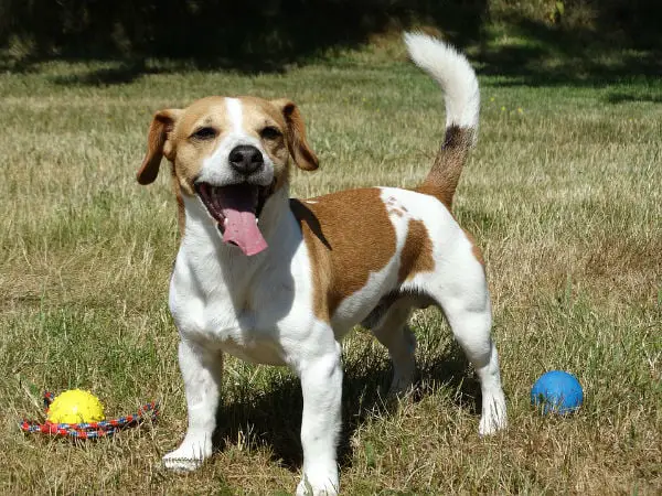 Jack russell terrier, uma verdadeira explosão de energia.