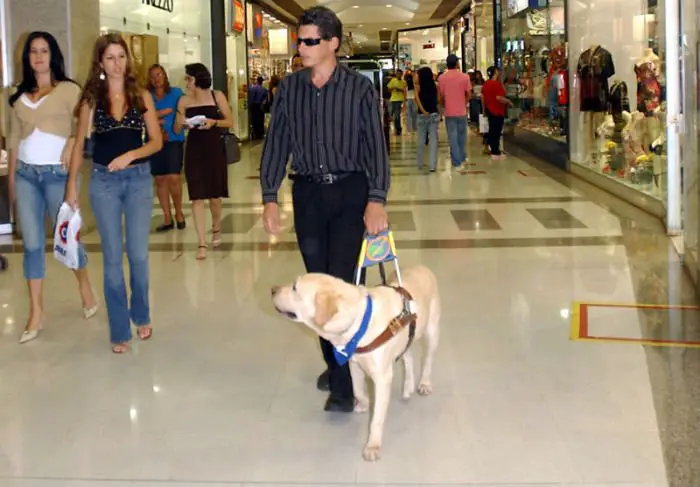Um retriever do labrador guia o seu humano em um shopping center.