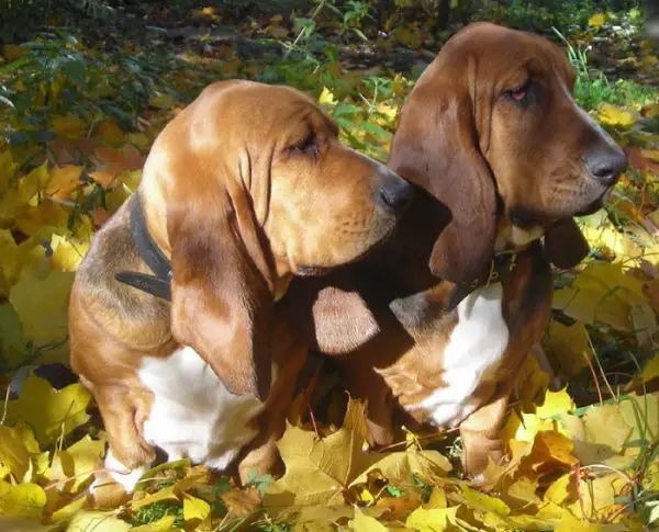 A partir do século XX, o basset hound foi cruzado com o bloodhound, para ganhar estatura.