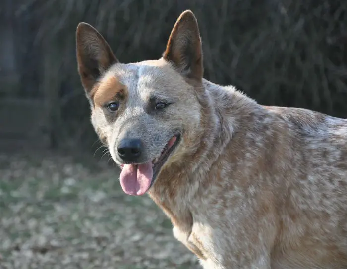 As habilidades dos cães pastores australian cattle dog