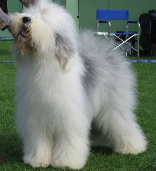 As habilidades dos cães pastores old english sheepdog