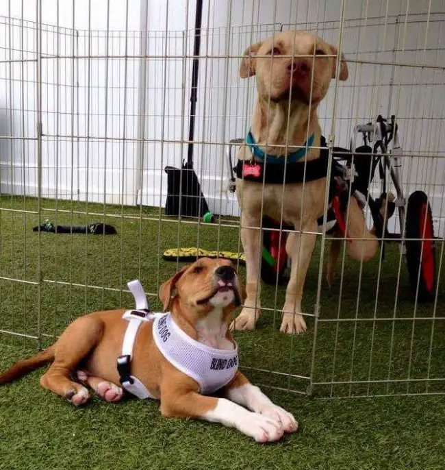 Cão cadeirante mostra ao seu amigo cego que o mundo não é tão assustador cao-cadeirante-2