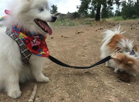 Cãozinho resgatado se torna guia de cachorro deficiente visual cao-cego-1