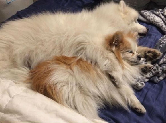 Cãozinho resgatado se torna guia de cachorro deficiente visual cao-cego-2