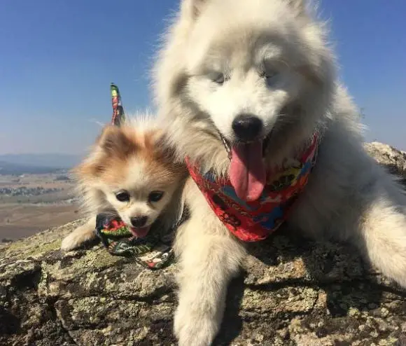 Cãozinho resgatado se torna guia de cachorro deficiente visual cao-cego-3