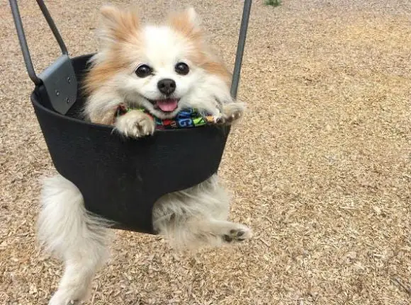 Cãozinho resgatado se torna guia de cachorro deficiente visual cao-cego-5