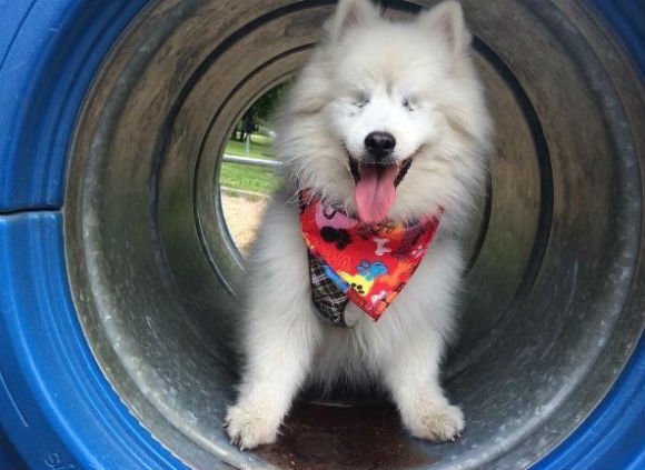 Cãozinho resgatado se torna guia de cachorro deficiente visual cao-cego-6
