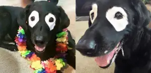 Foto de cão com vitiligo nos olhos circula na internet se torna viral