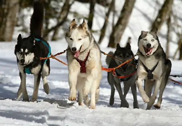 Matilha de huskies siberianos trabalhando em campo nevado.