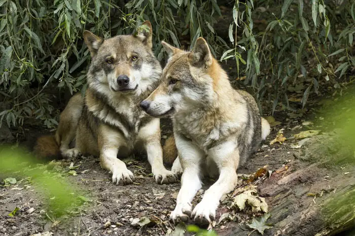 Os lobos, ancestrais diretos dos cães – ou talvez a mesma raça.