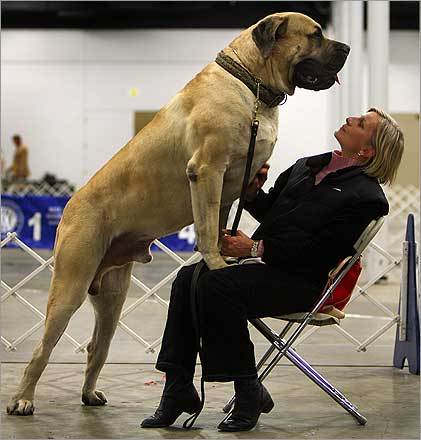 Impressionante em função do porte, o mastiff inglês também surpreende pela docilidade