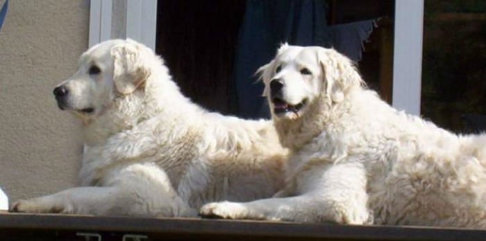 O kuvasz, ou pastor húngaro, cujas origens remontam ao norte do Irã, há nove mil anos.