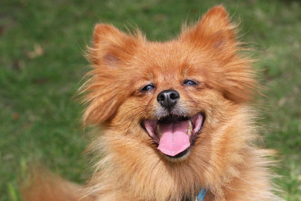 O spitz anão, natural da Alemanha, pertence a uma das menores raças de cães de pequeno porte.