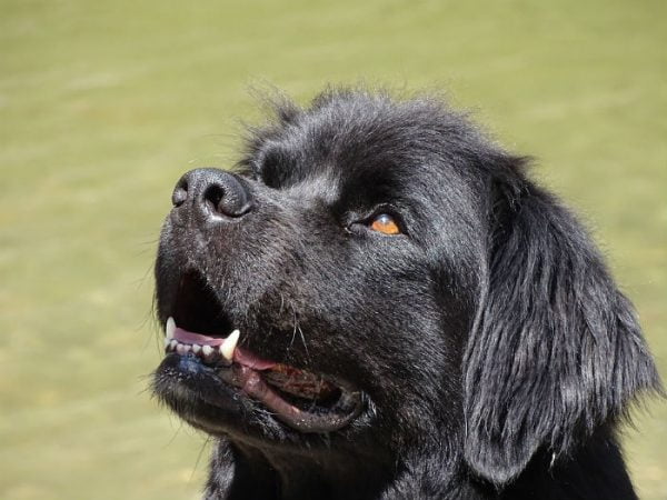 Um terra nova preto. A raça provavelmente descende de retrievers do labrador.