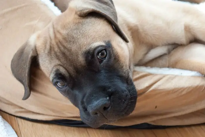 Uma das características do bullmastiff é o “bate-estaca”: no solo, é quase impossível derrubá-los.