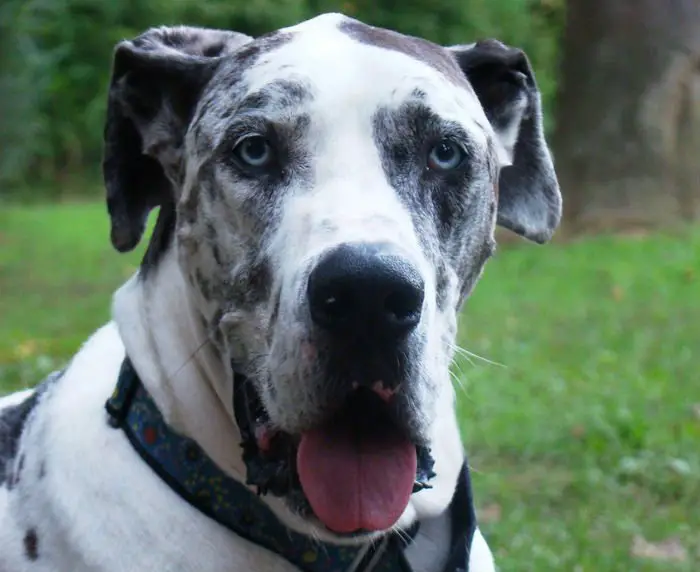 Um dogue alemão arlequim, uma das variedades da raça.