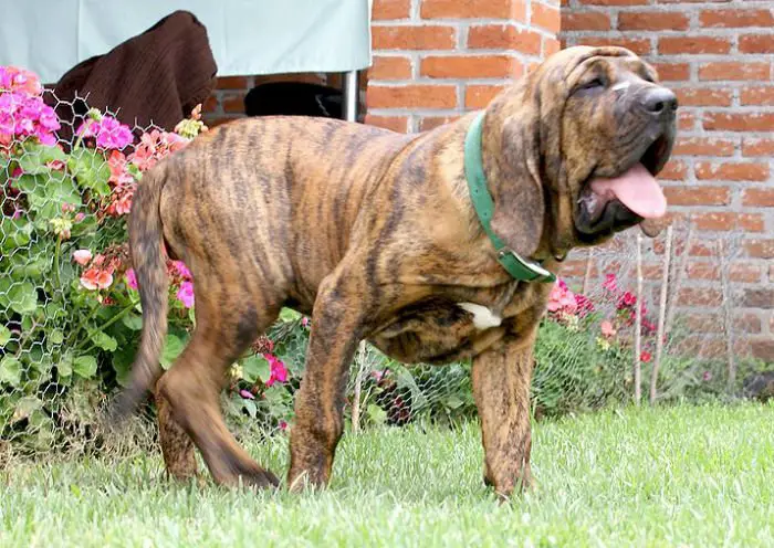 Um fila brasileiro tigrado, uma das pelagens permitidas pelo padrão.