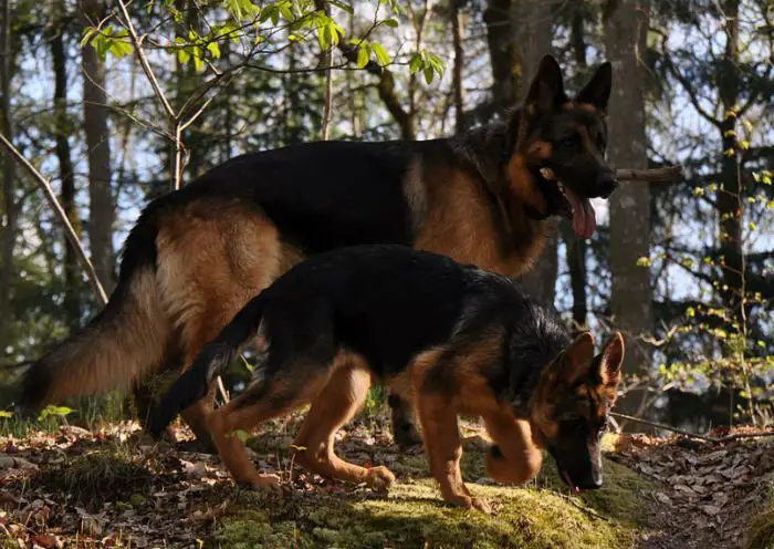 Em “K-9” e na série “Rin-Tin-Tin”, não por acaso, os protagonistas são pastores alemães.