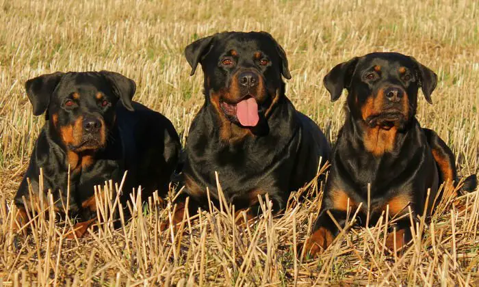  O temido rottweiler, quando bem educado, é um excelente companheiro inclusive para crianças.