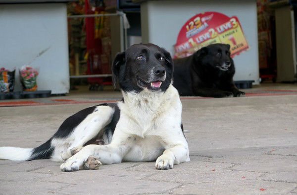 Casal de cães espera o dono falecido há dois anos em frente a um mercado thor-e-neguinha-1