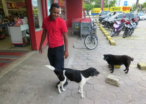 Casal de cães espera o dono falecido há dois anos em frente a um mercado Foto: G1
