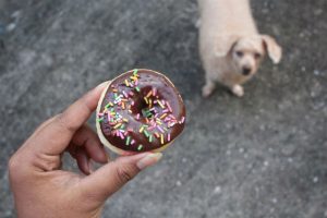 11 alimentos que você pode dar ao seu cão