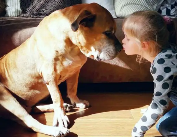 Garotinha comove o mundo ao dar adeus ao seu cão garotinha-despedida-cao-1
