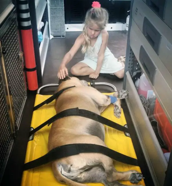 Garotinha comove o mundo ao dar adeus ao seu cão Lynn dando seu último adeus a Jaden.
