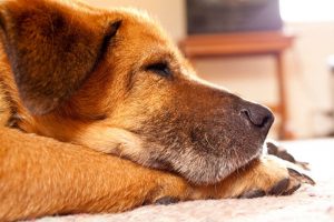 Cães também podem sofrer com demência. Reconheça os sinais