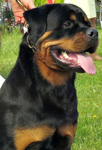 Este rottweiler exibe parte de uma das suas armas mais potentes: os dentes.