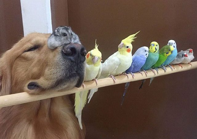 Um golden retriever e seus simpáticos amigos bob-e-amigos-1