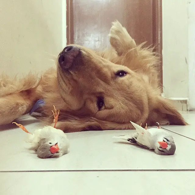 Um golden retriever e seus simpáticos amigos bob-e-amigos-10