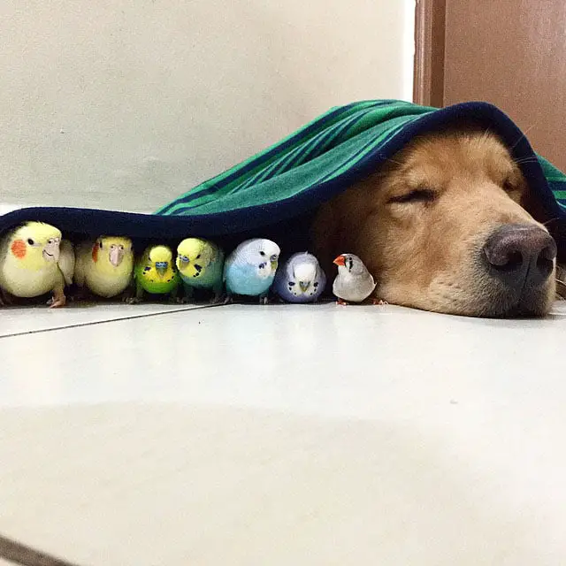 Um golden retriever e seus simpáticos amigos bob-e-amigos-11